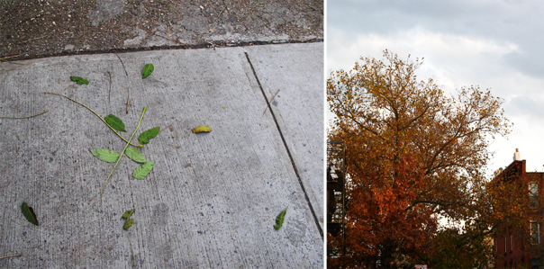 © Julie Chetaille | new york fall 2011 | Green Leaves